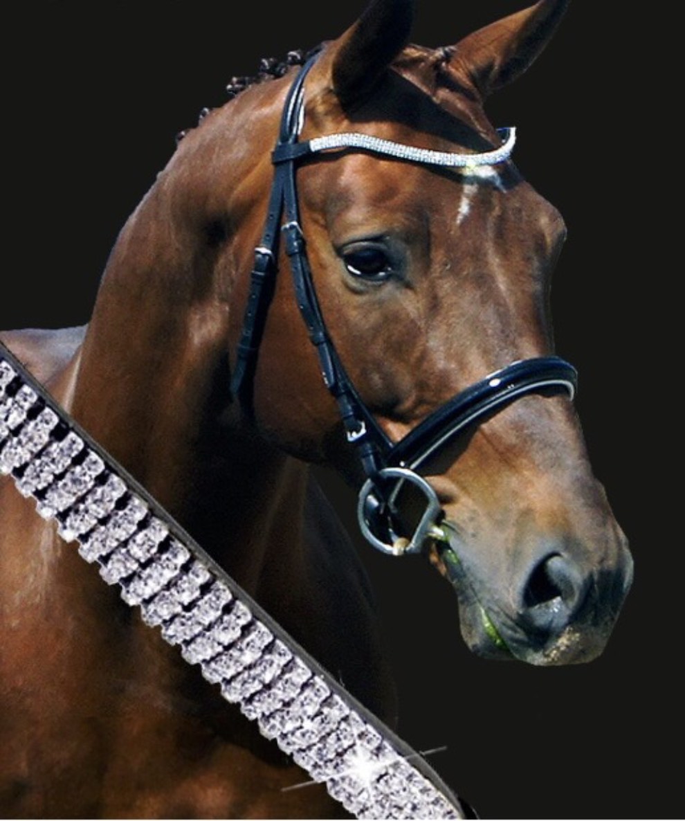 A Beginner's Guide to Horse Bridles How Do They Work? The Devon Daily